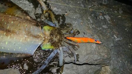 極寒・雪エギングIN対馬