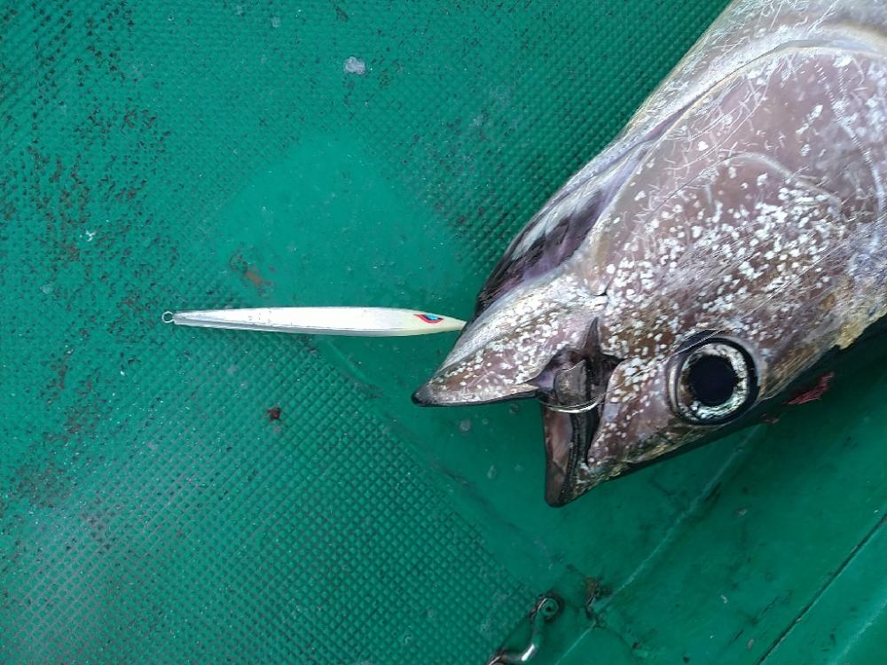 トンボジギング