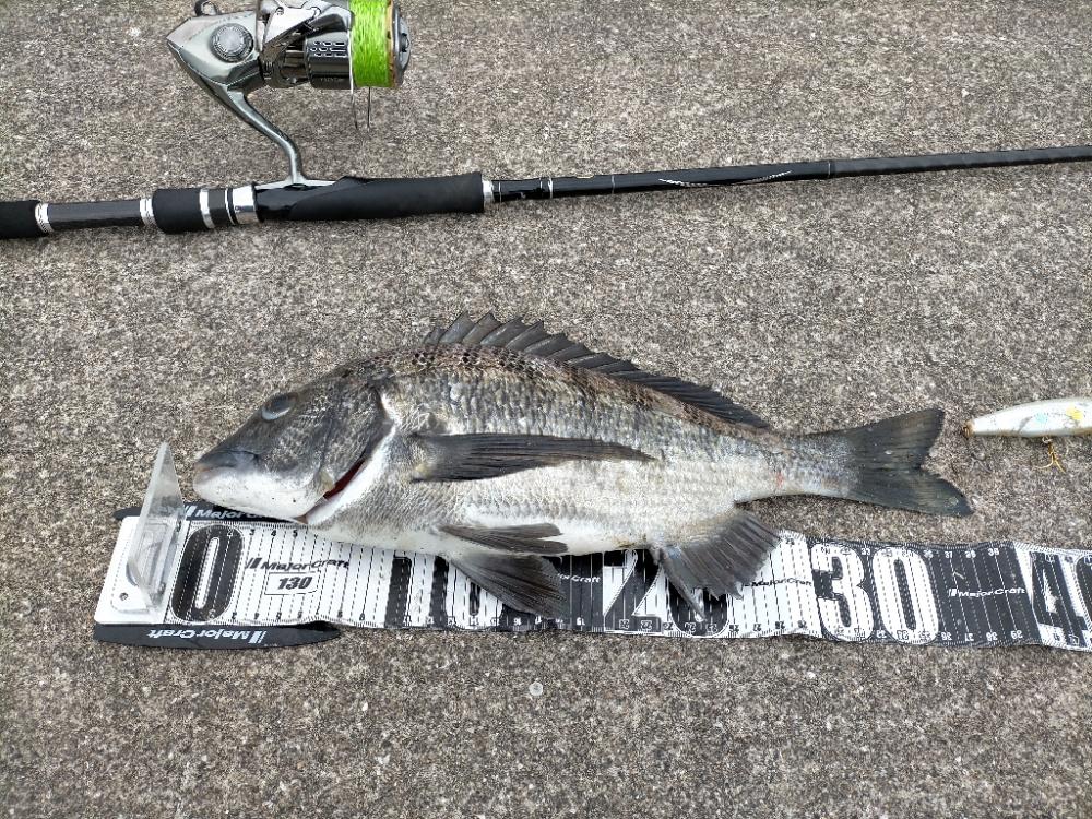 セットアッパーでチヌ