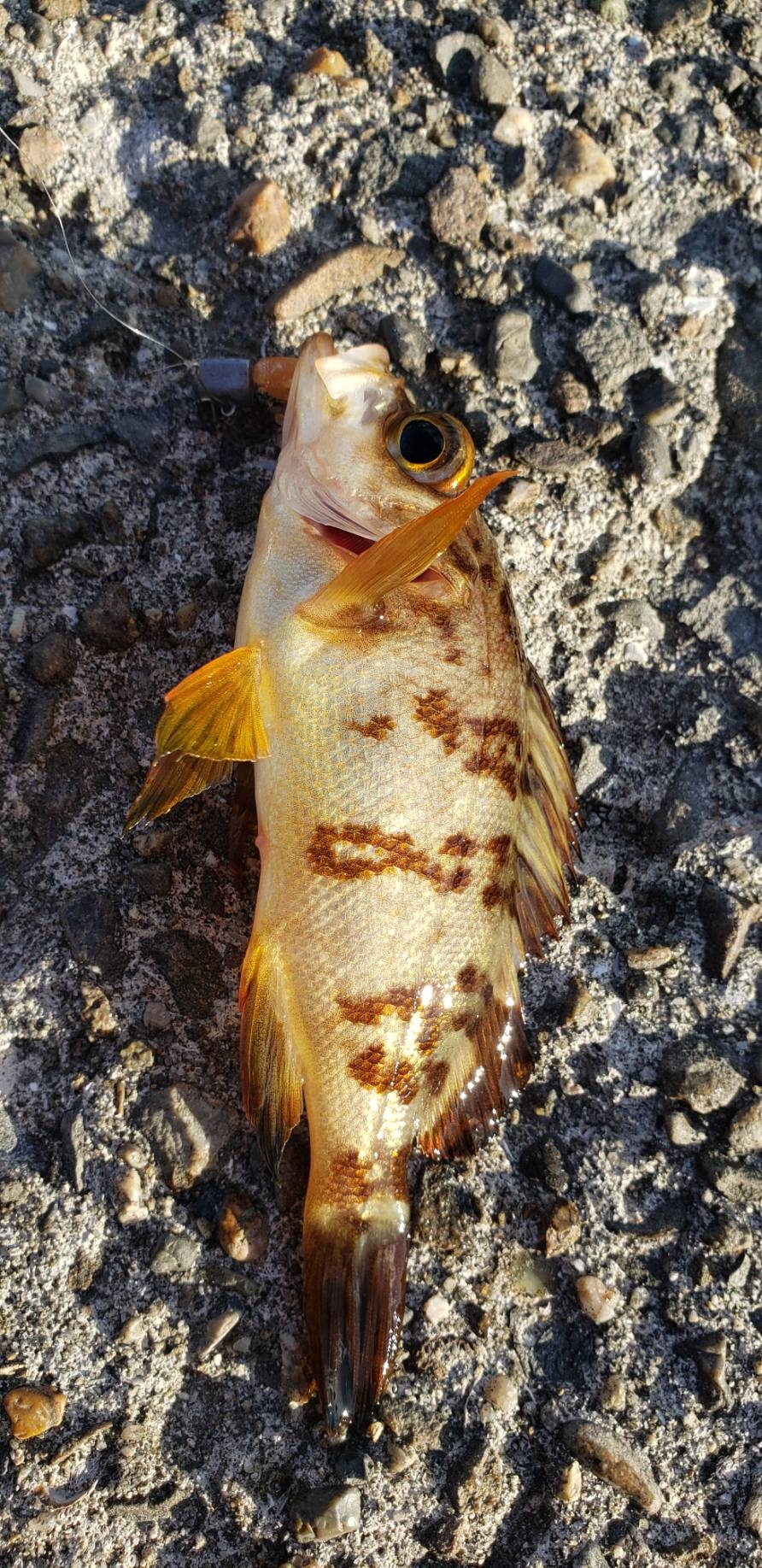 アジ探し@下津周辺