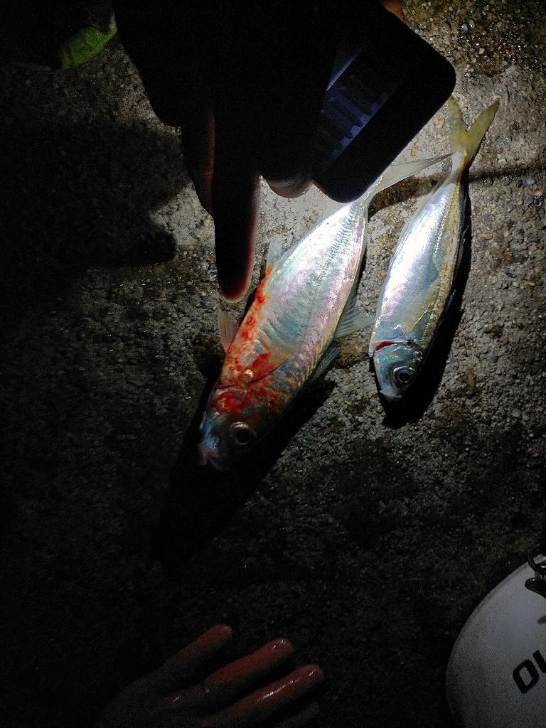 無限に釣れました。