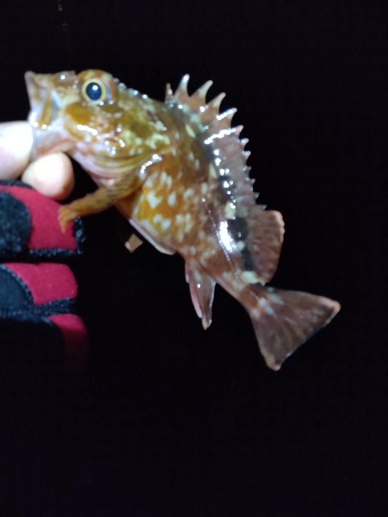 初釣りの次の日