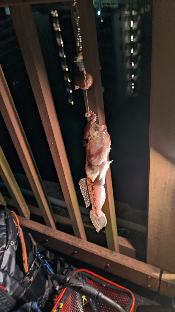 落ちハゼ 釣り納め