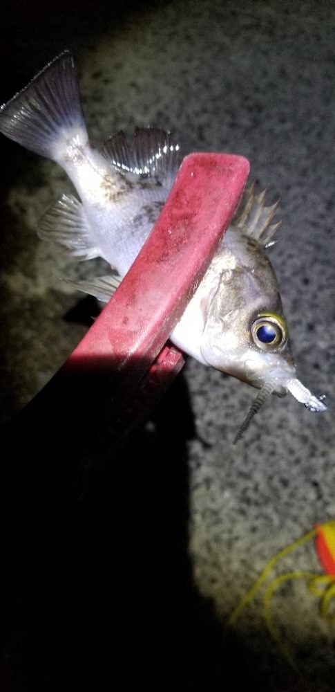 アジング 今回も尺あり