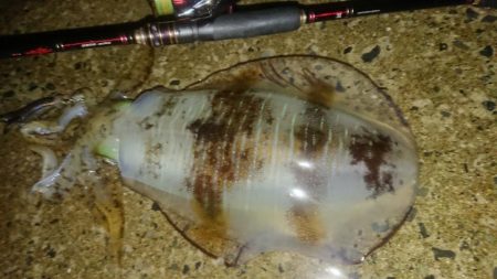 夜雨エギングIN対馬