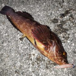 癒し系の穴釣り！