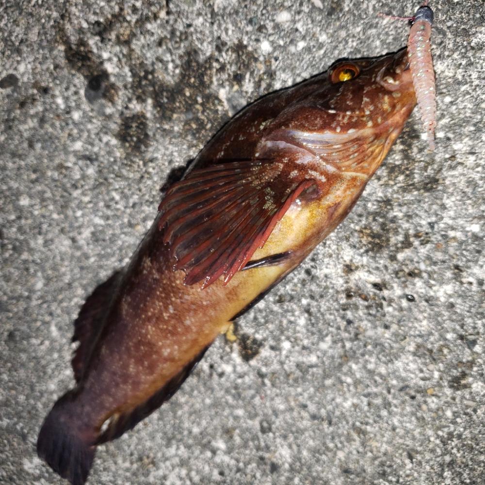 癒し系の穴釣り！