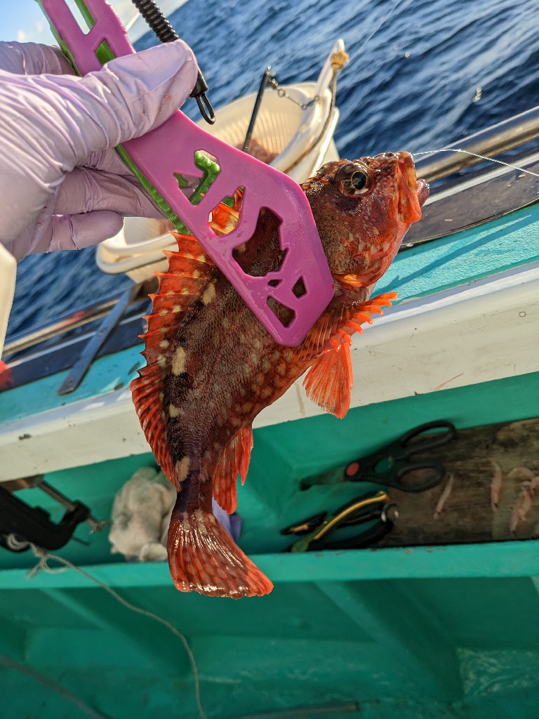 新年初釣行・初魚種ゲット( *´艸`)