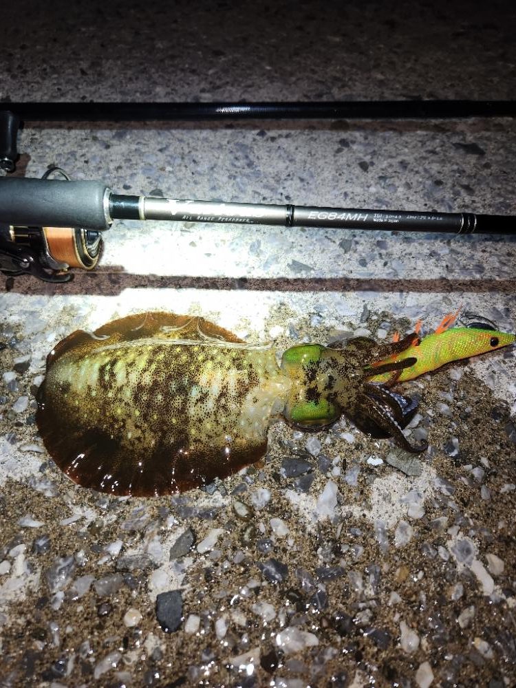 天草エギング釣行