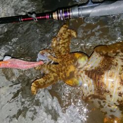 爆風・極寒エギングIN対馬