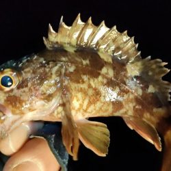 今年の釣り初めは激シブ