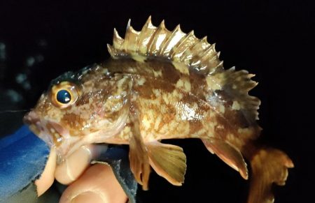 今年の釣り初めは激シブ