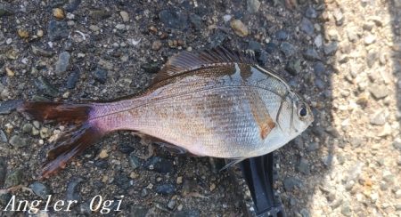 超短い時合いを攻略してアジゲット！