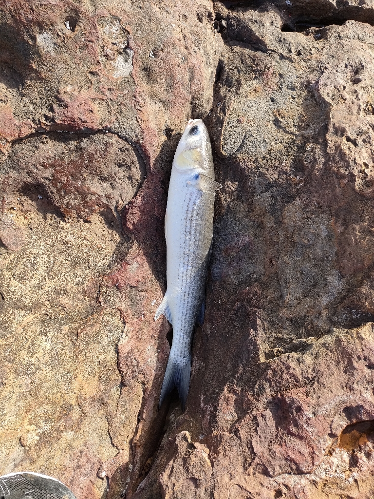 1/26おじさん釣れた