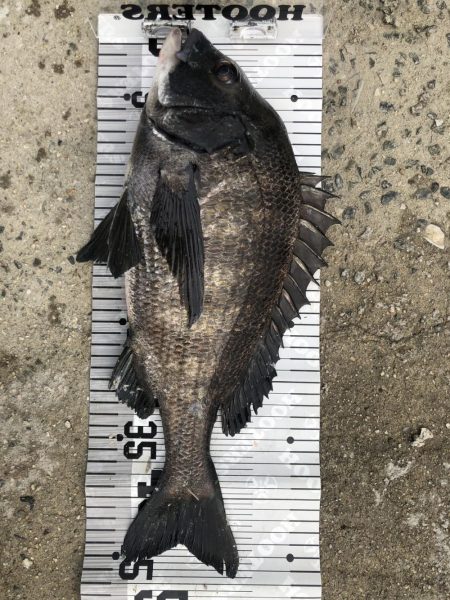 イチノ兄弟（兄）釣果！