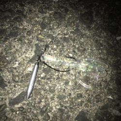 直リグでガシラ5匹GET