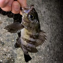 月夜メバリング