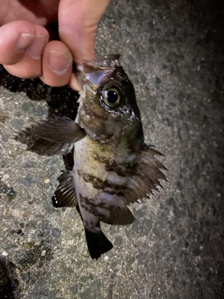 月夜メバリング