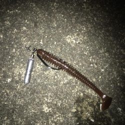 スイングインパクトでガシラ&マゴチGET