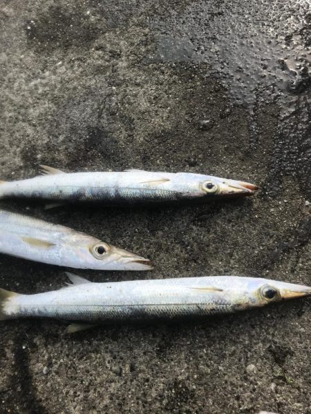 ダイソージグでカマスGET