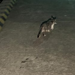 アジングも終盤？