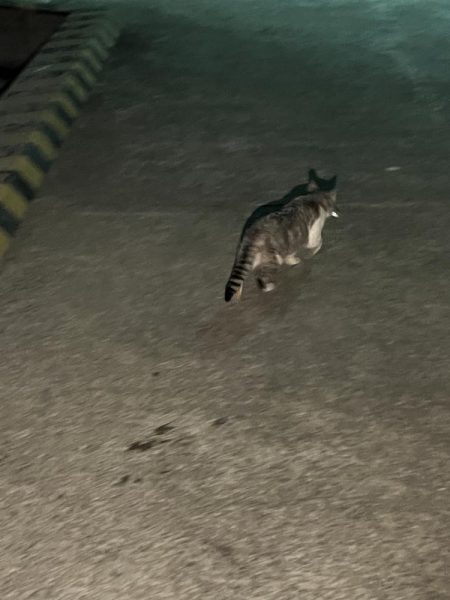 アジングも終盤？