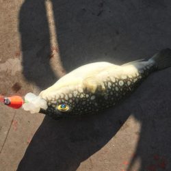 デイゲームでガシラ釣り