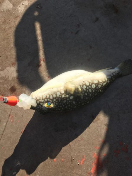 デイゲームでガシラ釣り