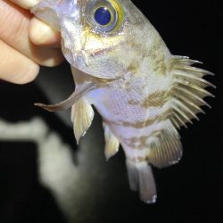 初釣りはメバリング