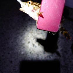 風も弱いのでメバリング