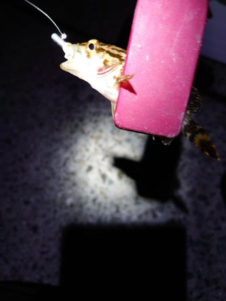 風も弱いのでメバリング