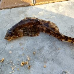 釣り初めはクジメでした