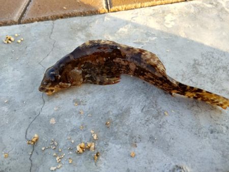 釣り初めはクジメでした