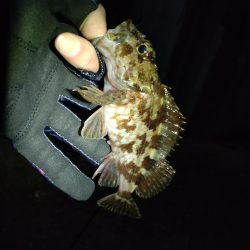 満月はアカンの？