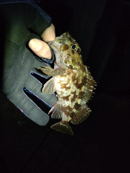 満月はアカンの？