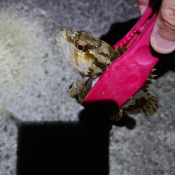 今年初釣り、渋々メバリング