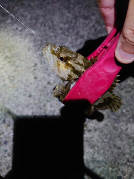 今年初釣り、渋々メバリング