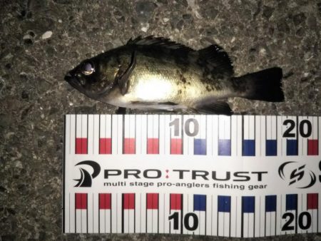 やっぱり月夜はダメ！