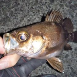 それでも月夜はダメ?