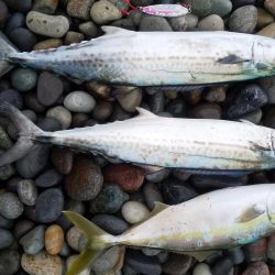 ショアジギング