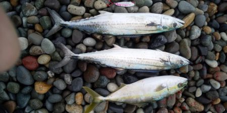 ショアジギング