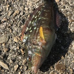 ブラクリ&イカ短冊でガシラ釣り