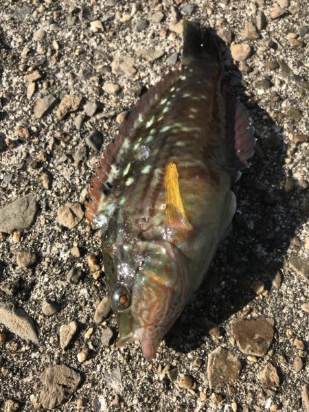 ブラクリ&イカ短冊でガシラ釣り