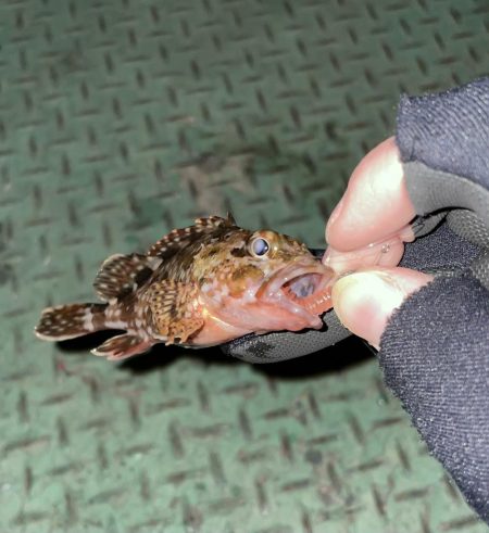 2023年釣りはじめ