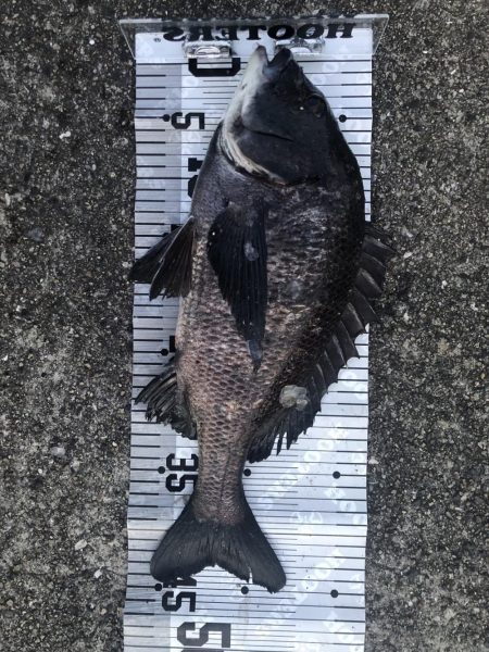 イチノ兄弟（兄）釣果！