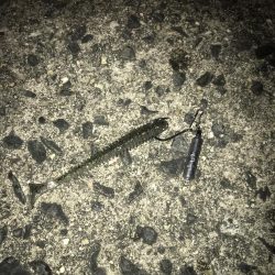 直リグ改良で100発100中ガシラGET