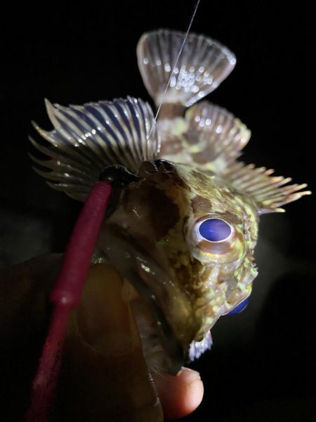 メバリングのつもりがガシリング