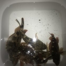 ボトムずる引きでガシラ釣り