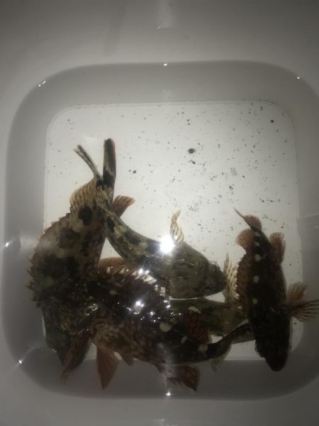 ボトムずる引きでガシラ釣り