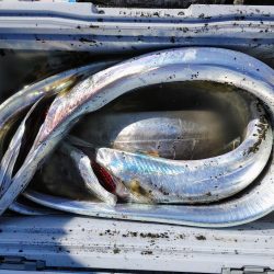 ヒラメと太刀魚